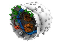 Artist’s impression (Graham Johnson) of a synthetic cell