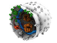 Artist’s impression (Graham Johnson) van een synthetische cel