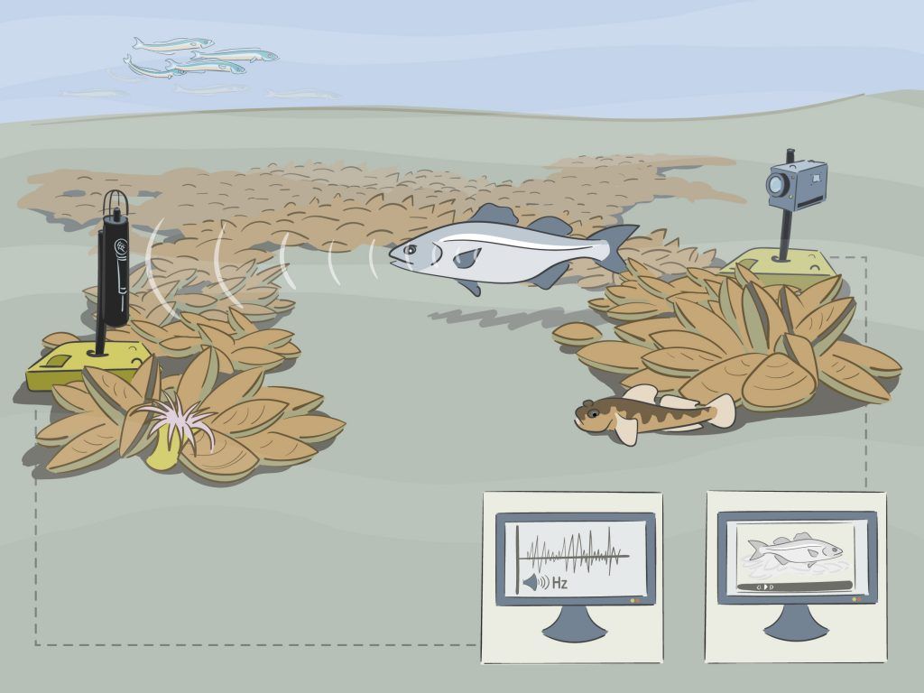 illustratie van hydrofoon en een vis
