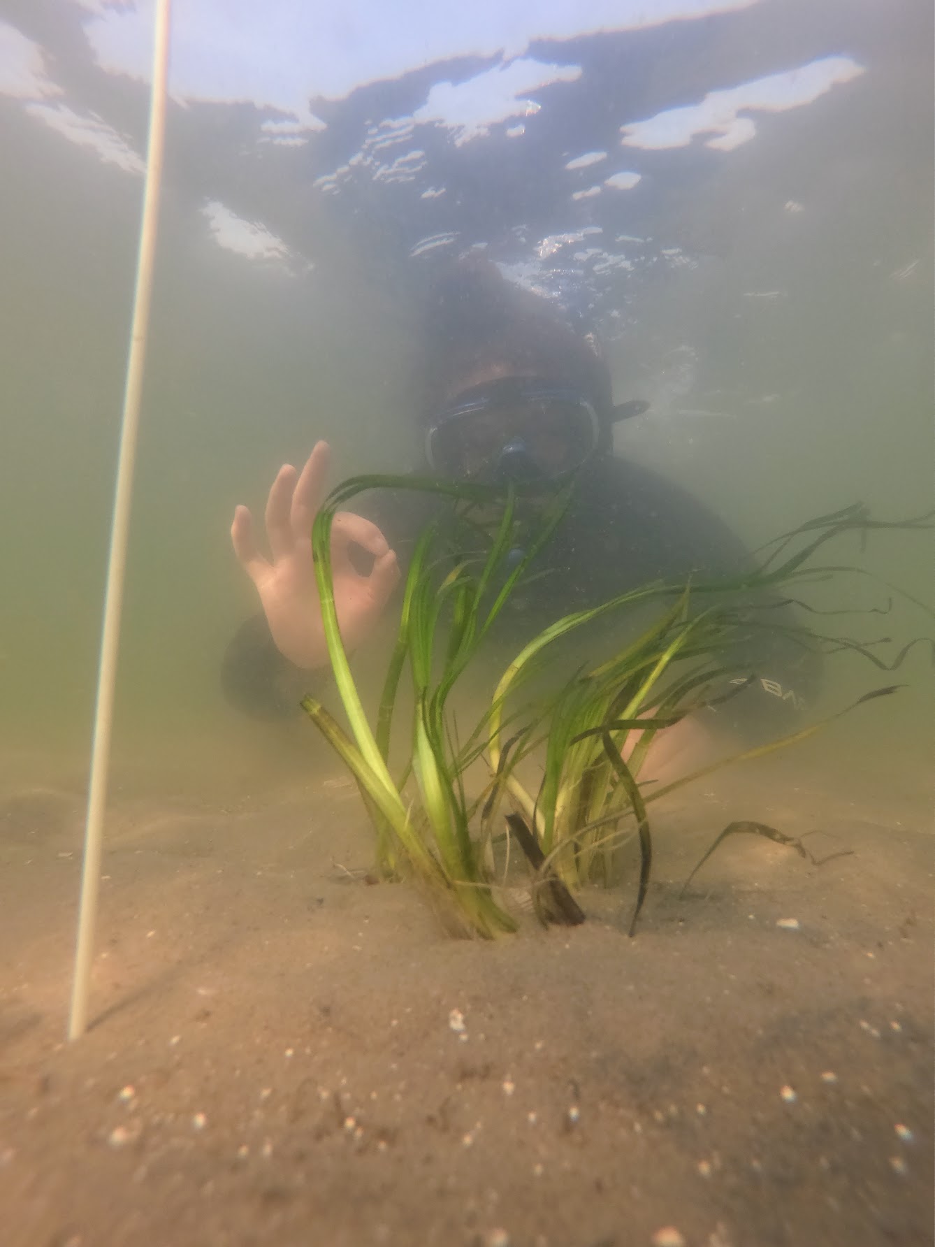 Foto van ondergedoken zeegras