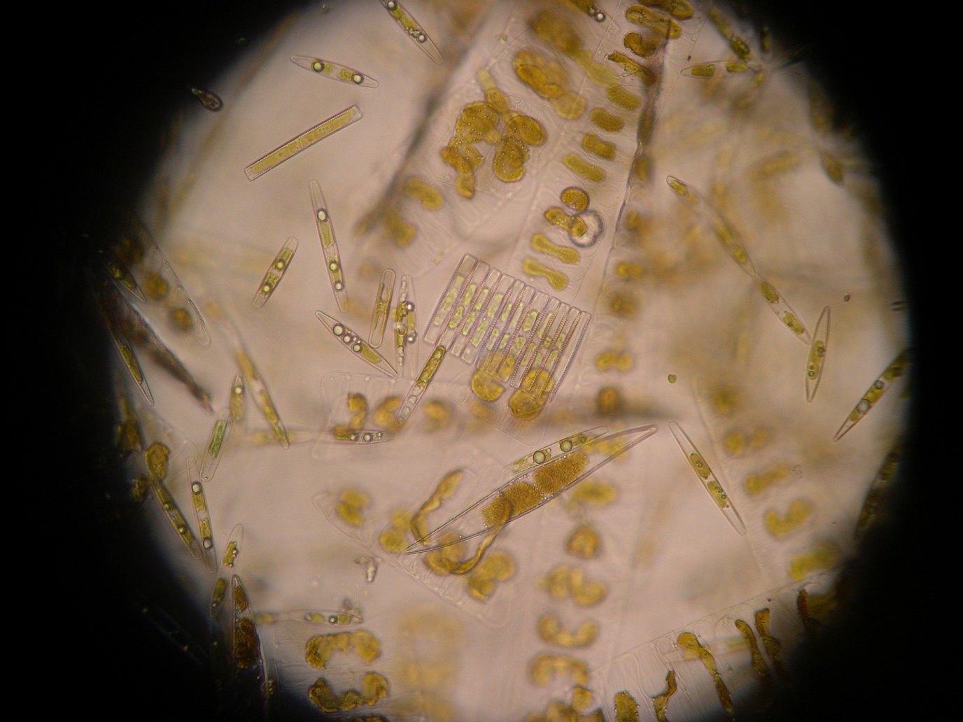 Microalgen| Beeld Jacqueline Stefels