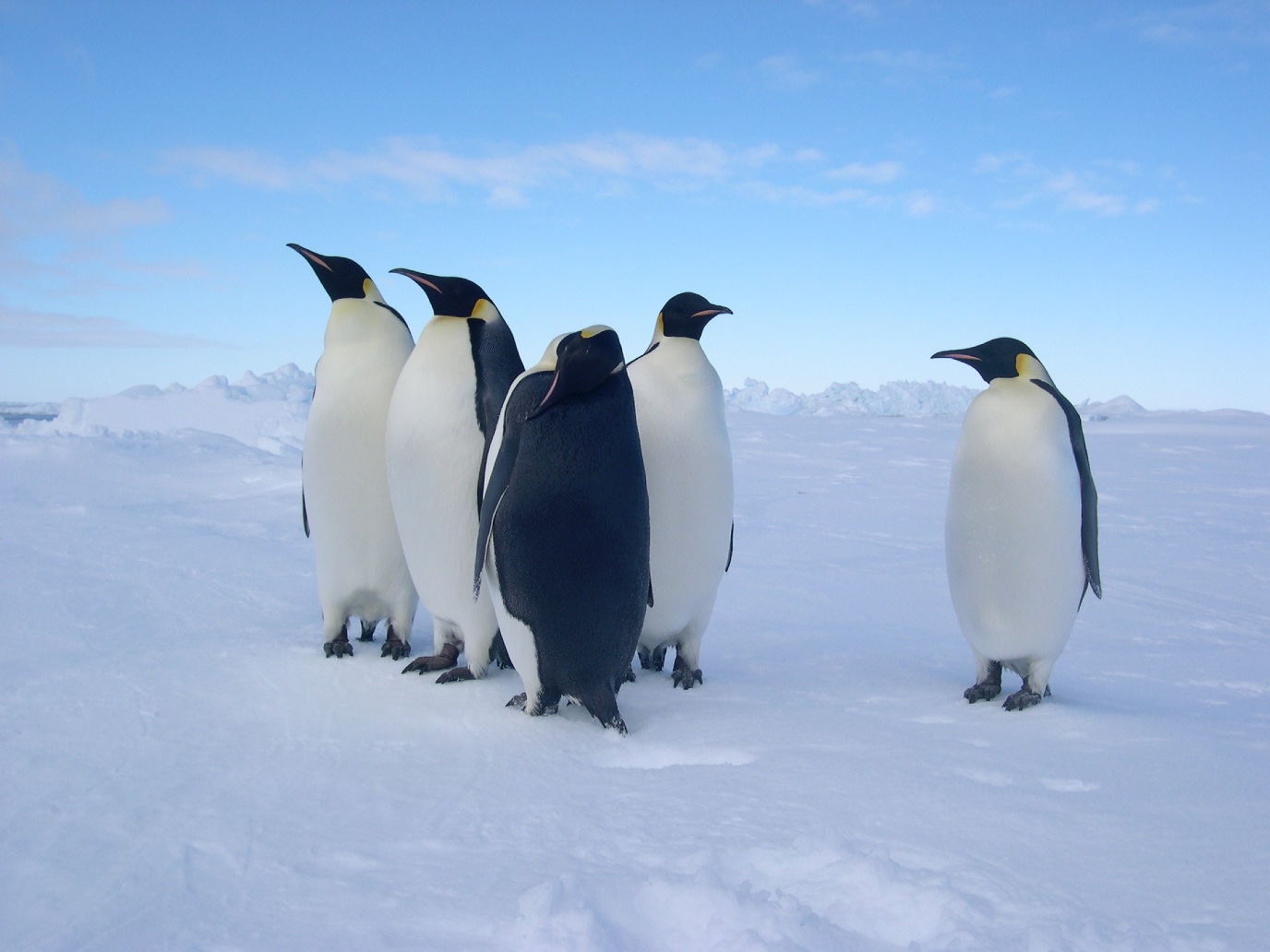 Koningspinguïn | Beeld Jacqueline Stefels 