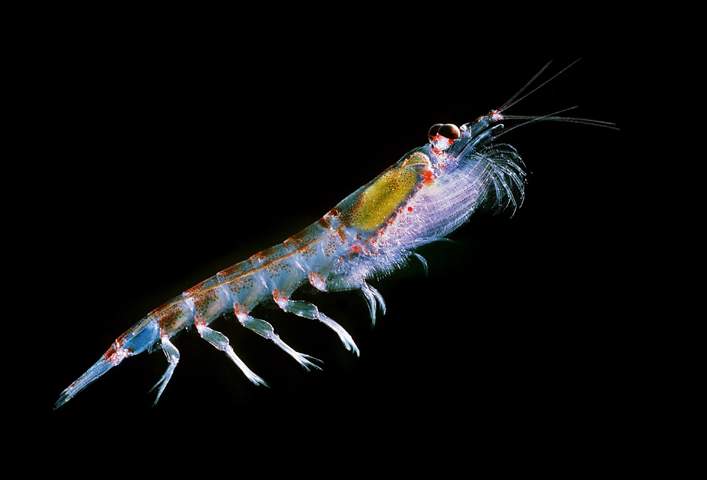 Antarctisch krill| Beeld Uwe Kils/Wikipedia