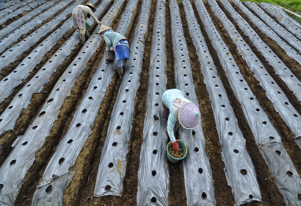 Akker afgedekt met landbouwplastic