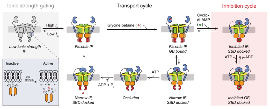 Mechanism of translocation and regulation of transport