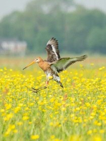 Godwit | photo: Ilse Hooijmeijer