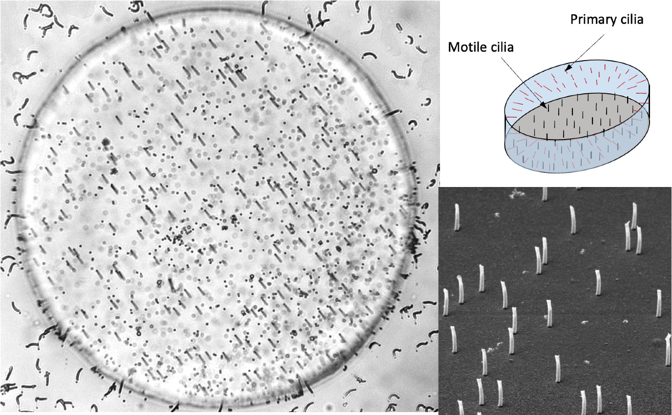 Afbeelding van een kunstmatige embryonale knoop