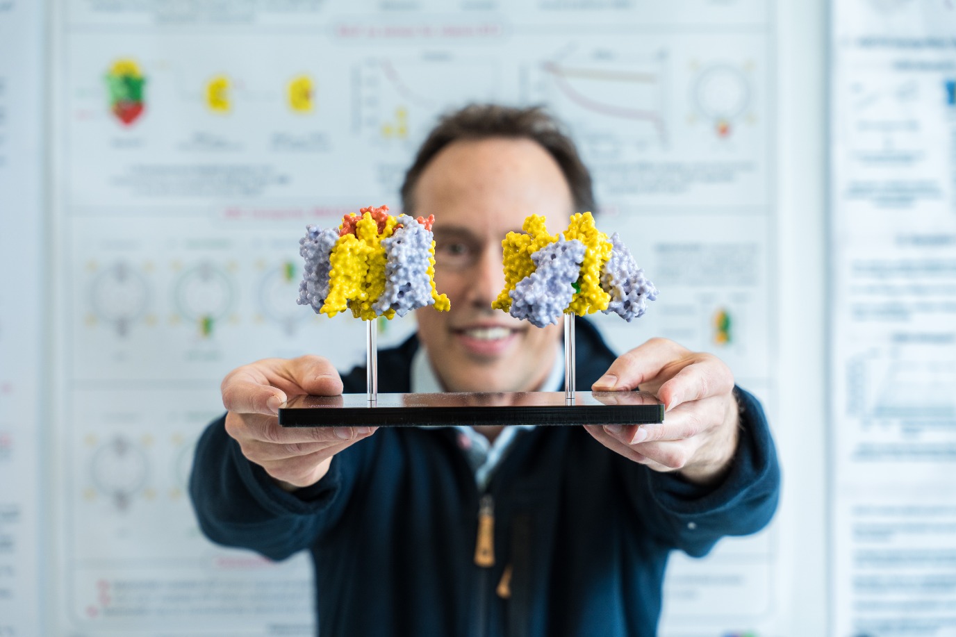 Een 3D model van transporteiwit ASCT2, belangrijk voor de ontwikkeling van de placenta.