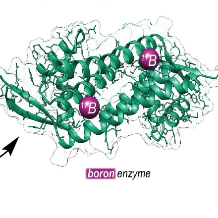 RUG-chemici maken ‘onnatuurlijk’ enzym met nieuwe mogelijkheden