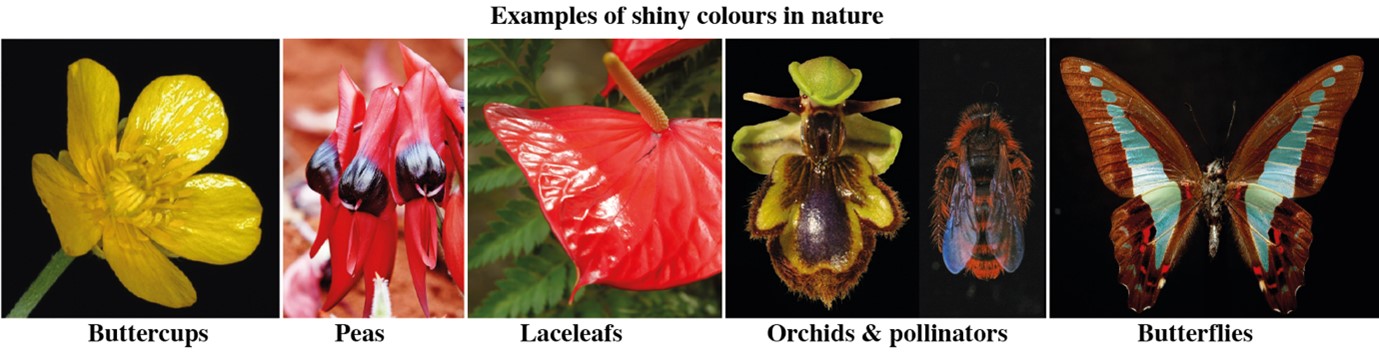 afbeelding 2, onderzoek van Van der Kooi: voorbeelden van glanzende kleuren in de natuurpicture 2, research of Van der Kooi: examples of shiny colours in nature