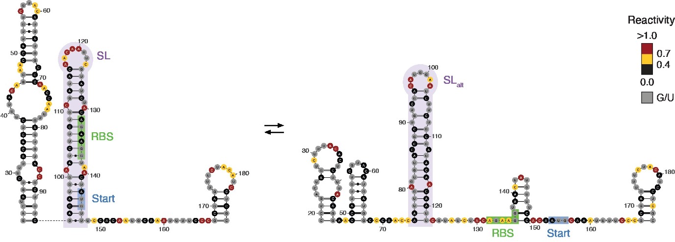 Structuur van een RNA thermometer