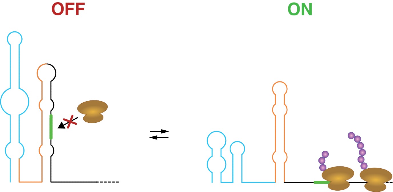Gestileerde structuur van een RNA thermometer