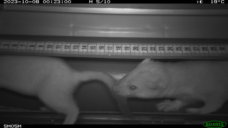 decoratieve afbeelding