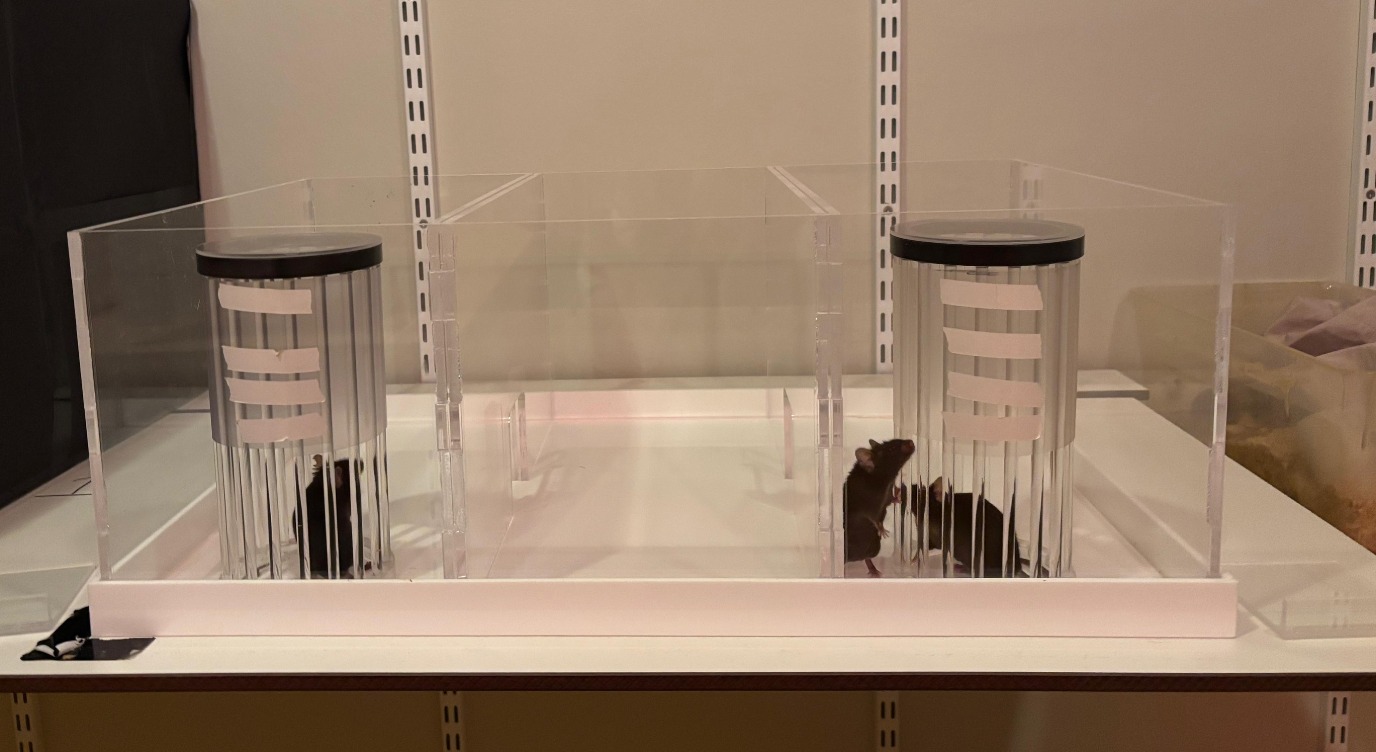 Experimental set-up to study social recognition.