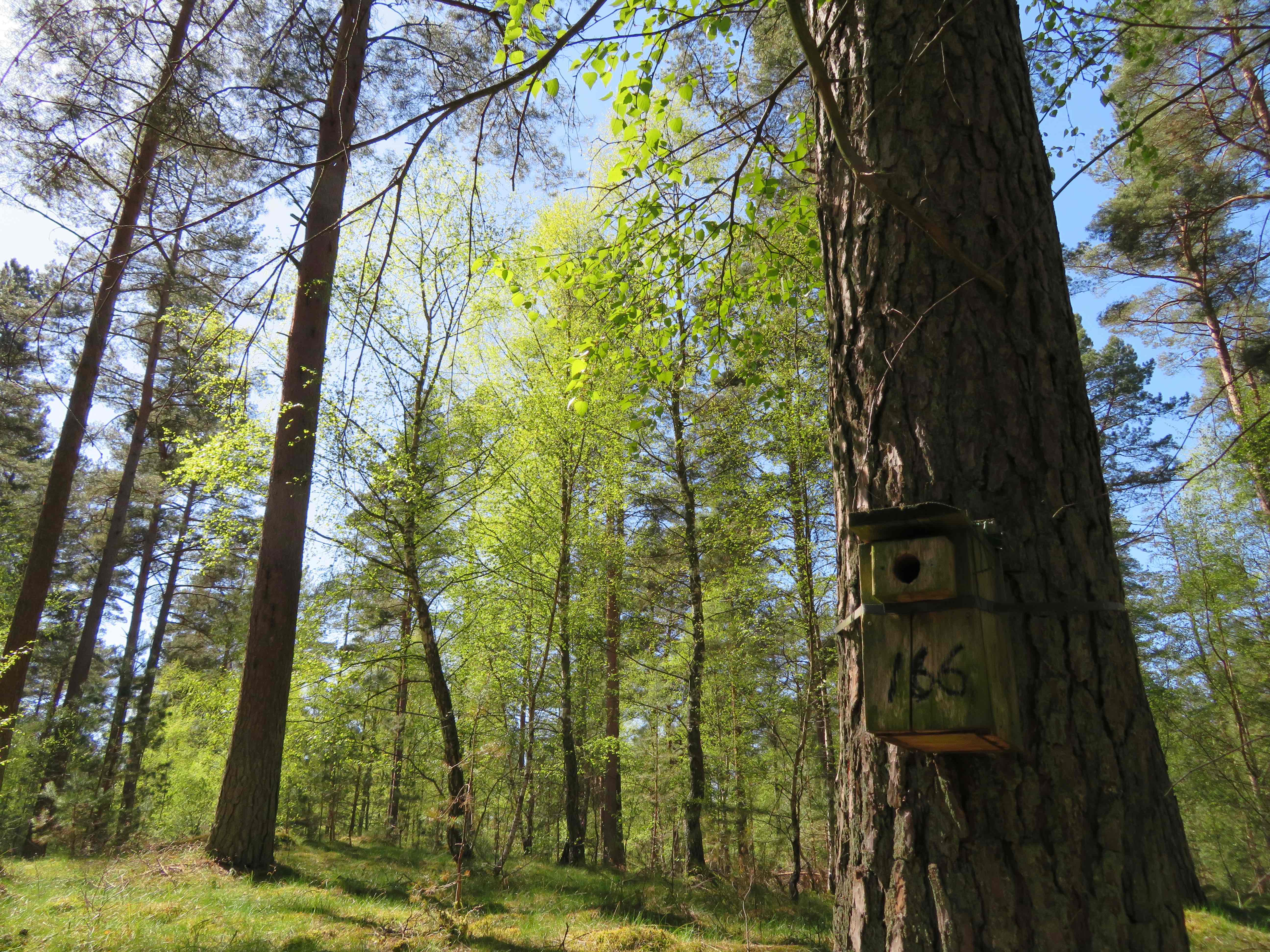 Een nestkastje in Zweden | Foto Koosje Lamers