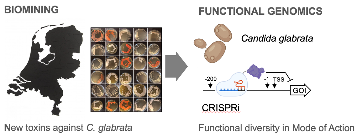 Over 600 yeast were biomined from The Netherlands and the mode of action of their secreted antifungal toxicome will elucidated by a CRISPRi screen.