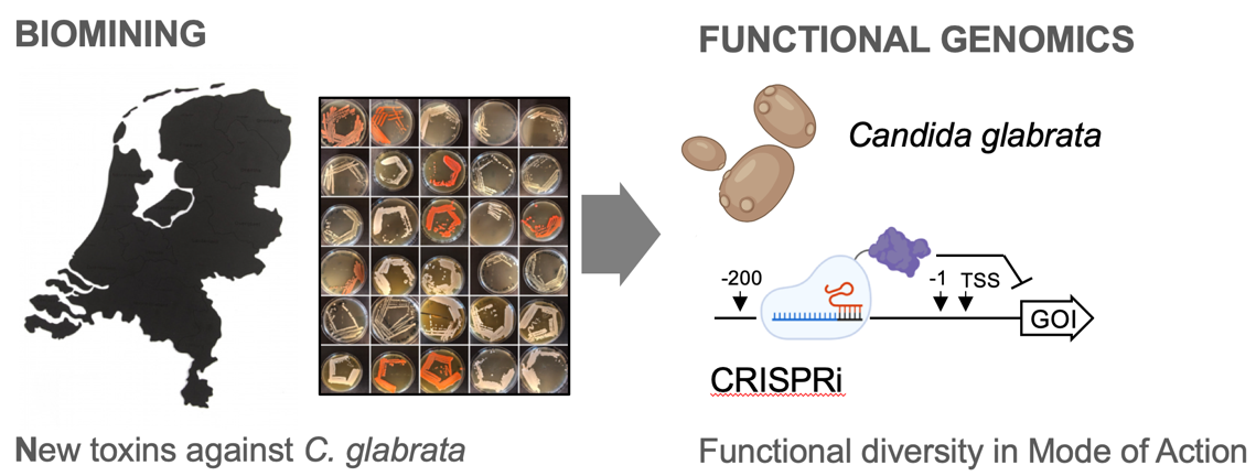 Meer dan 600 gisten werden uit Nederland gebiomineerd en het werkingsmechanisme van hun uitgescheiden antischimmel-toxicoom zal worden opgehelderd door een CRISPRi-scherm.