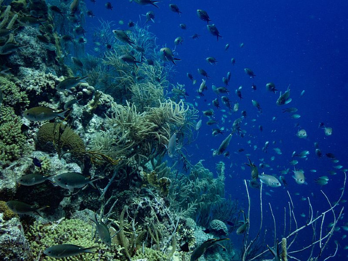 masteronderzoek op Curaçao