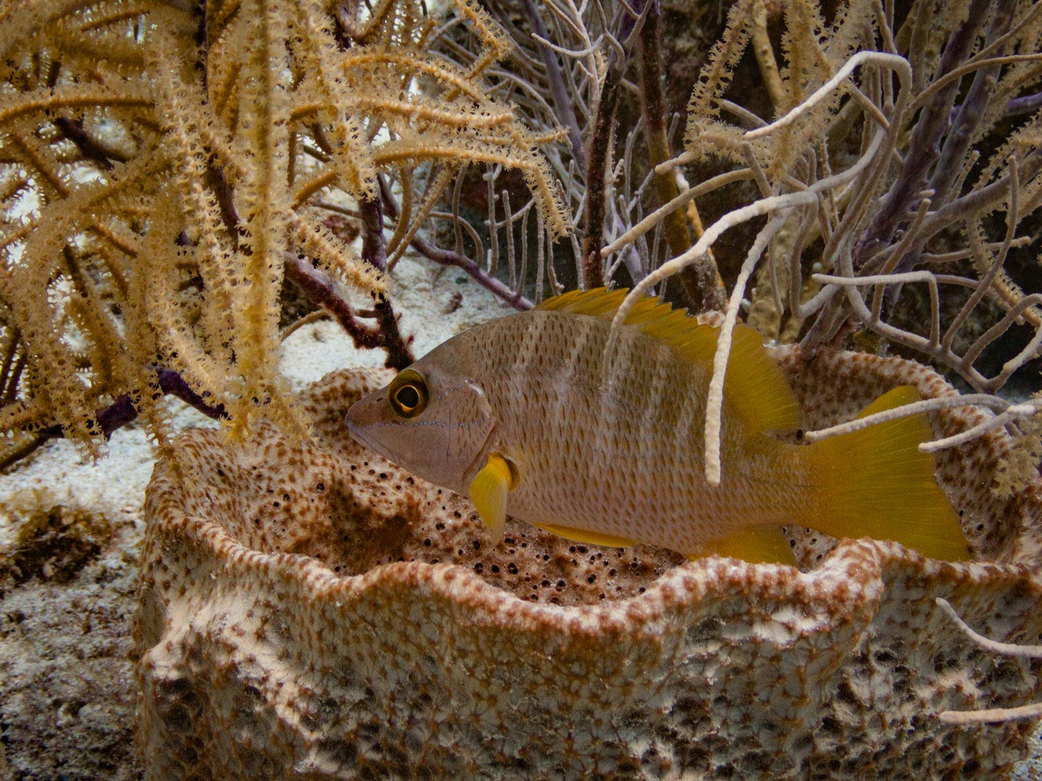 masteronderzoek op CuraçaoMaster research on Curacao