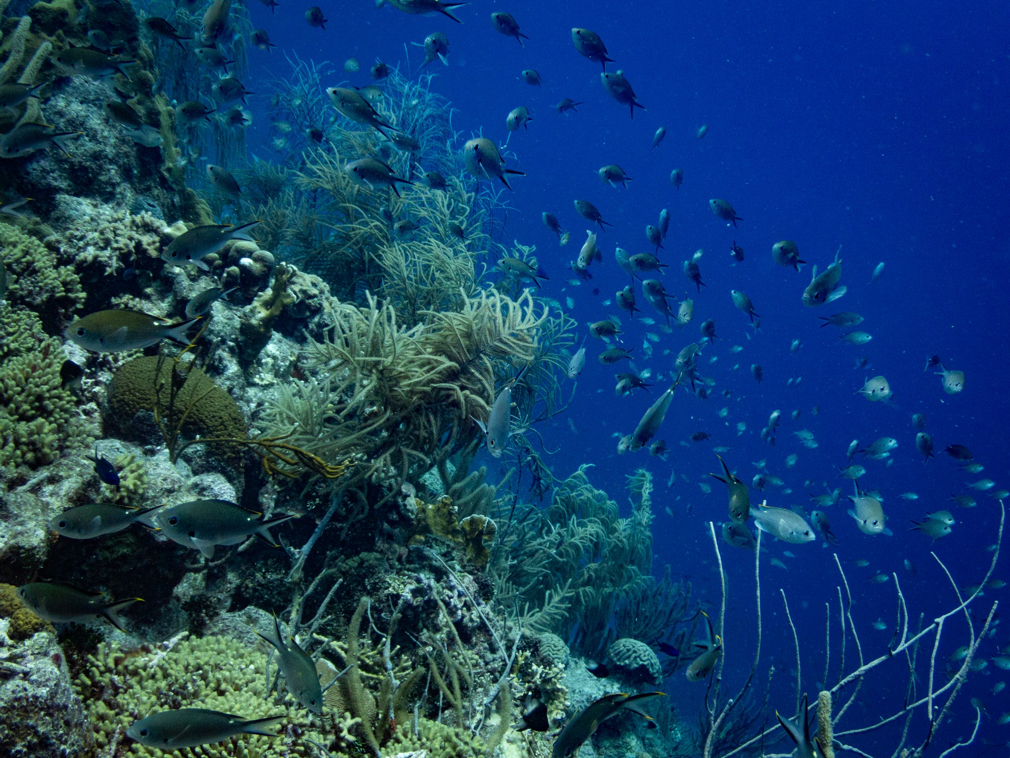 masteronderzoek op CuraçaoMaster research on Curacao