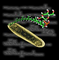 Mycobacterium tuberculosis, the cause of TB