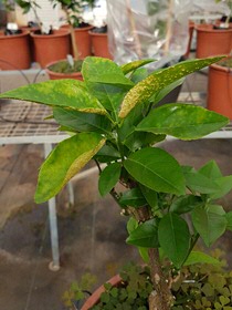 a sick orange plant