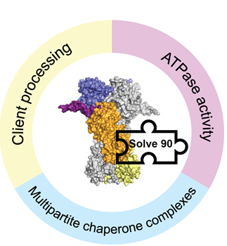 Understanding the master chaperone of our cells