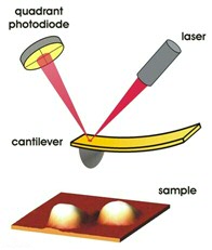 atomic force microscope with two viruses