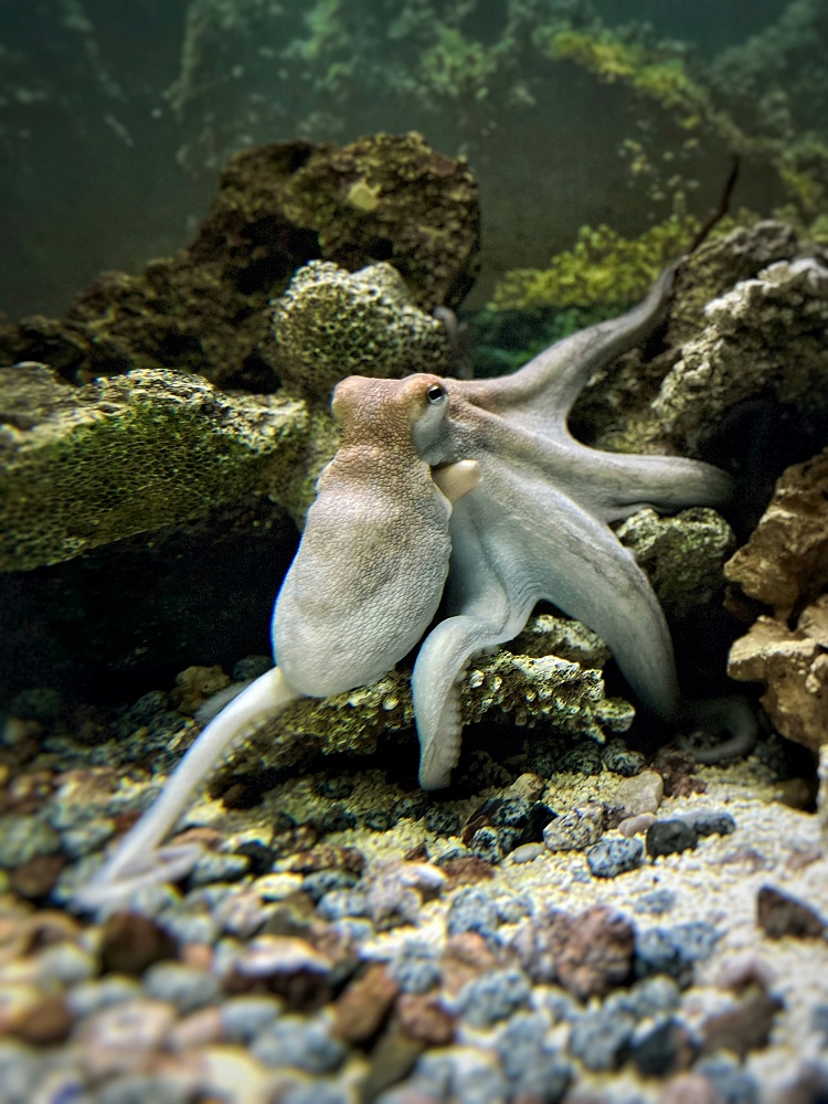 Een octopus