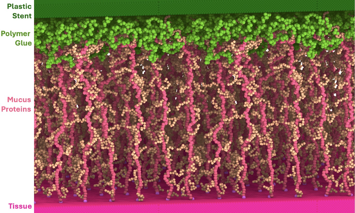 Met moleculaire dynamica gesimuleerde grenslaag tussen de slijmlaag in het longweefsel en een plastic stent, met daartussen een lijmlaag