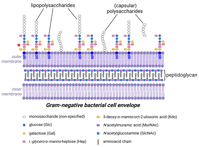 Schematische afbeelding van de celwand van een gram-negatieve bacterie