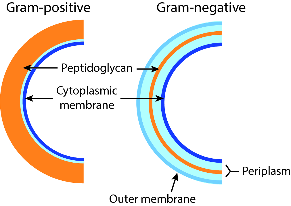 Illustratie van een gram-positieve en gram-negatieve celmembraan