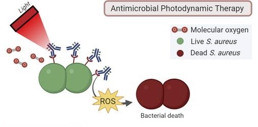 Illustratie die toont hoe reactieve zuurstof bacteriën doodt
