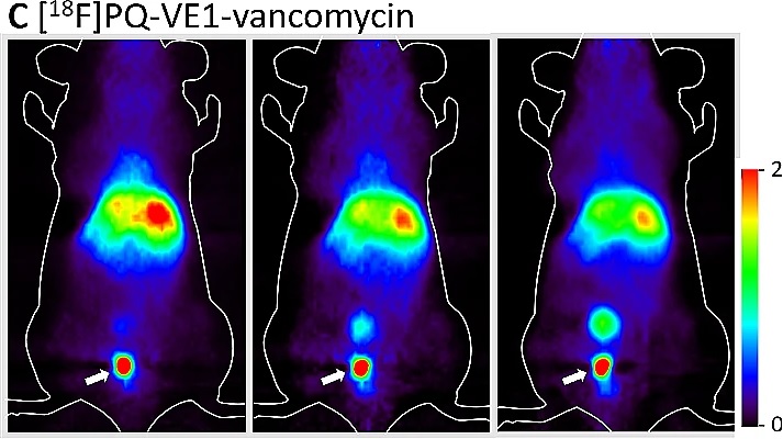 Nogmaals PET-scans van ratten, waaarop infecties zichtbaar zijn.