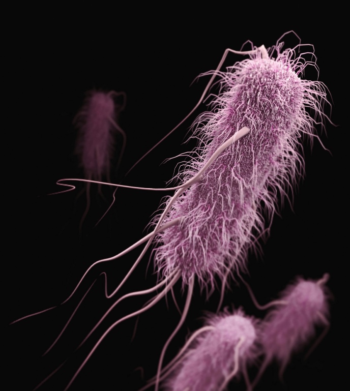 Illustratie van een 'harige' E. coli bacterie