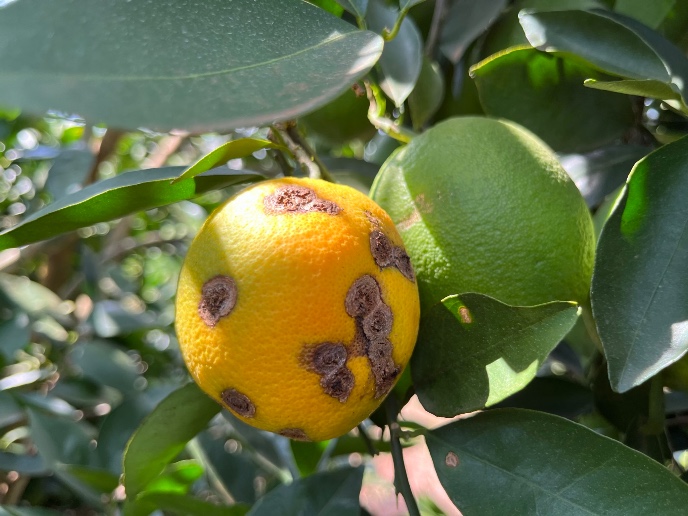 Foto van sinaasappels met citrus canker