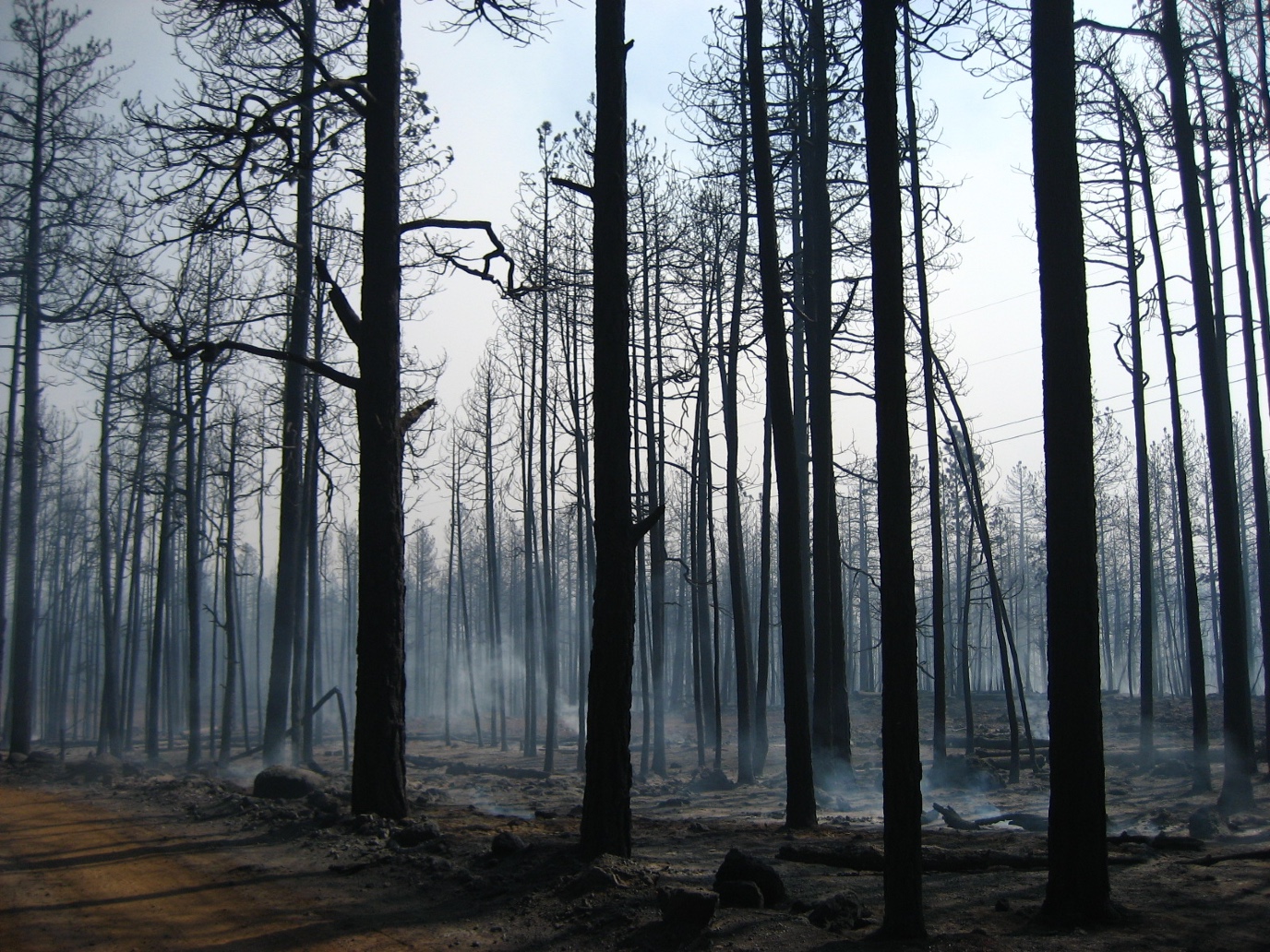 Bomen na een bosbrand