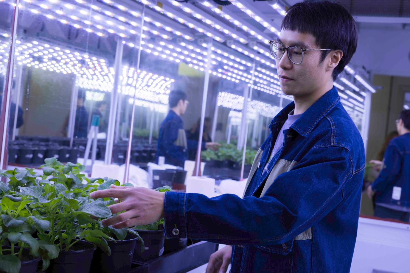 Promovendus Jundong Huang bekijkt een aardappelplant in een kweekkamer