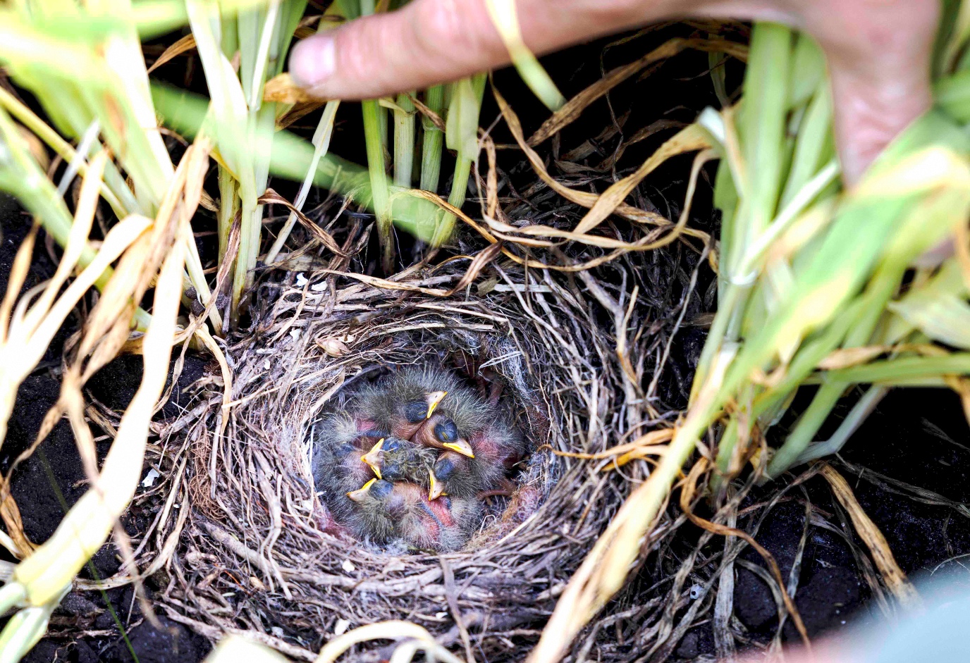 baby birds