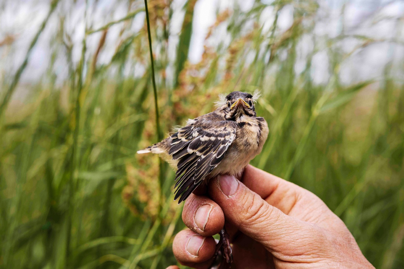Deze jonge gele kwikstaart is bijna oud genoeg om zijn nest te verlaten