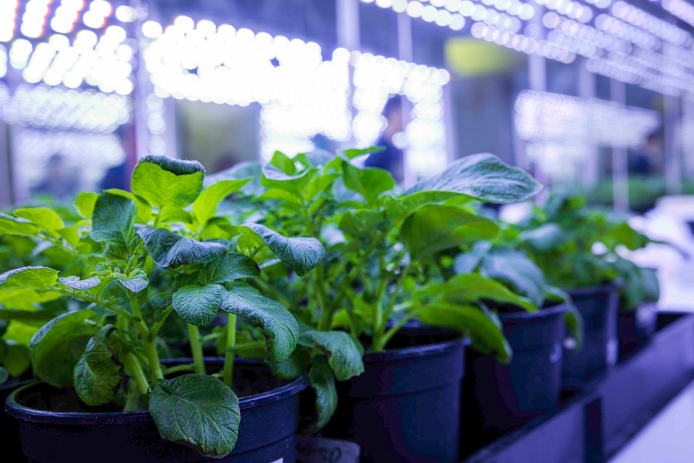 Bij aardappelen zijn de effecten van zout en droogte vooral te zien in de wortels vertelt ... een PhD uit de groep van Kira Tiedge