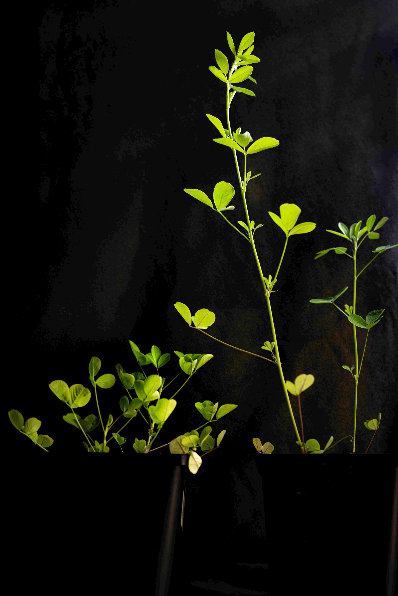 Een andere alfalfa plant groeit op een zoute bodem minder goed