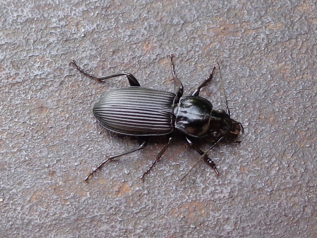 De gewone zwartschild (Pterostichus melanarius) can survive well in various difficult conditions and can therefore also survive well in monocultureskan prima overleven in verschillende lastige omstandigheden en kan daardoor ook in monoculturen prima overleven | Beeld AfroBrazilian/Wikipedia