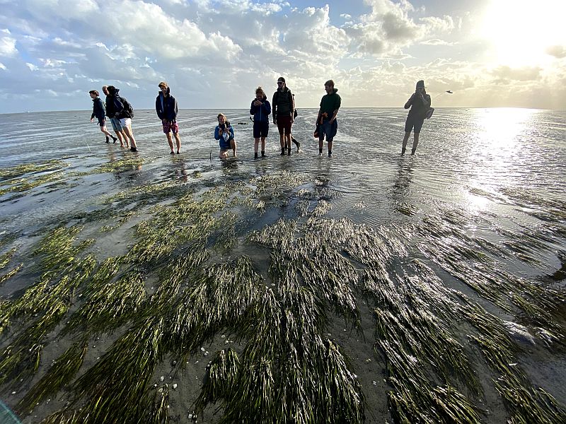 research on sea grass restoration