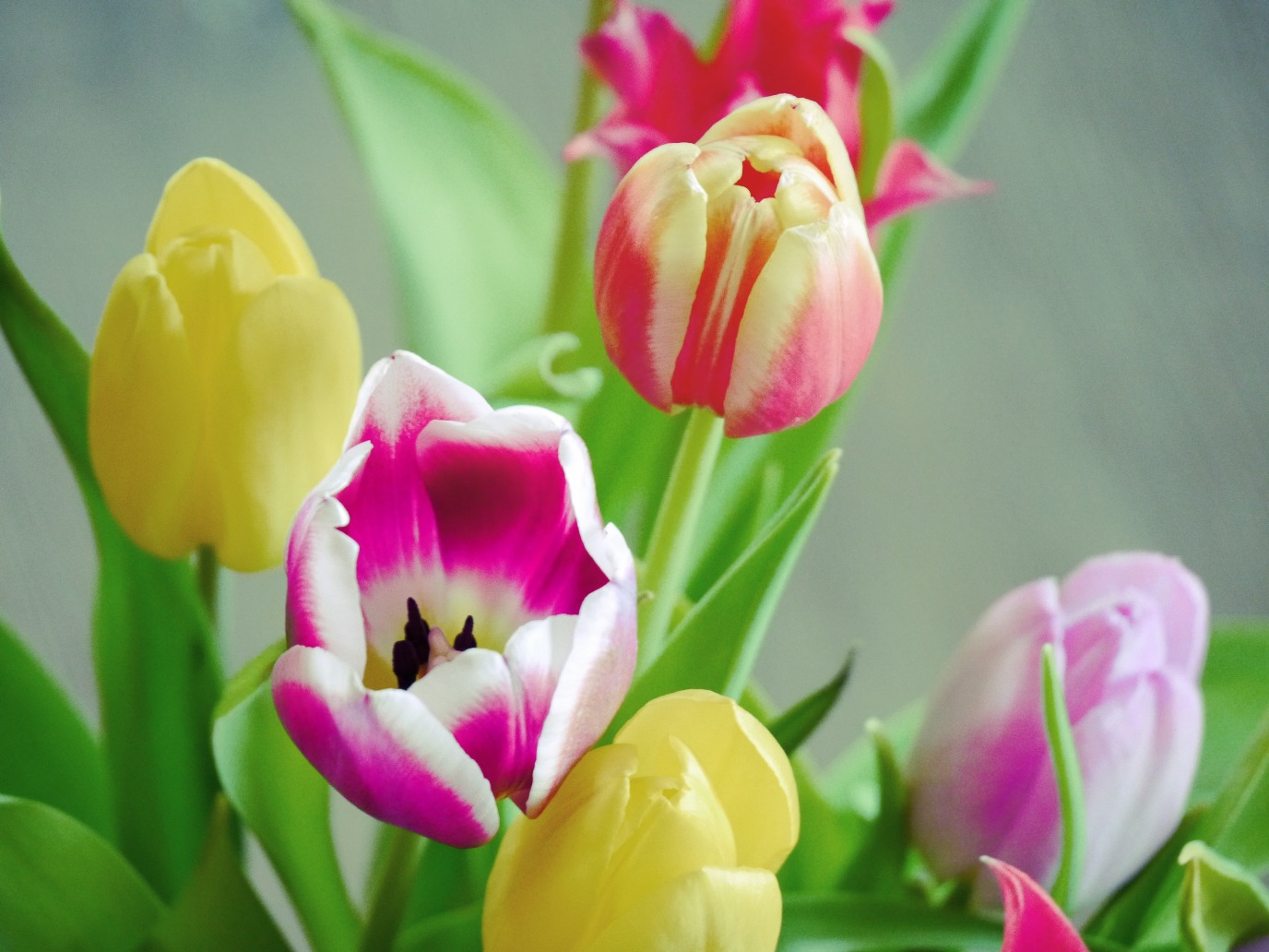 decoratieve afbeelding