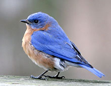 Bluebird