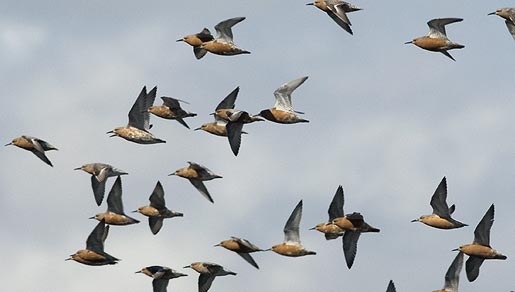 De meeste kanoeten uit Canada en Groenland overwinteren in de Waddenzee