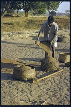 Een man van de Gadaba-gemeenschap neemt vingergierst mee naar huis na een dag lang dorsen (Odisha, India) © Peter Berger / bron: Frobenius Institute