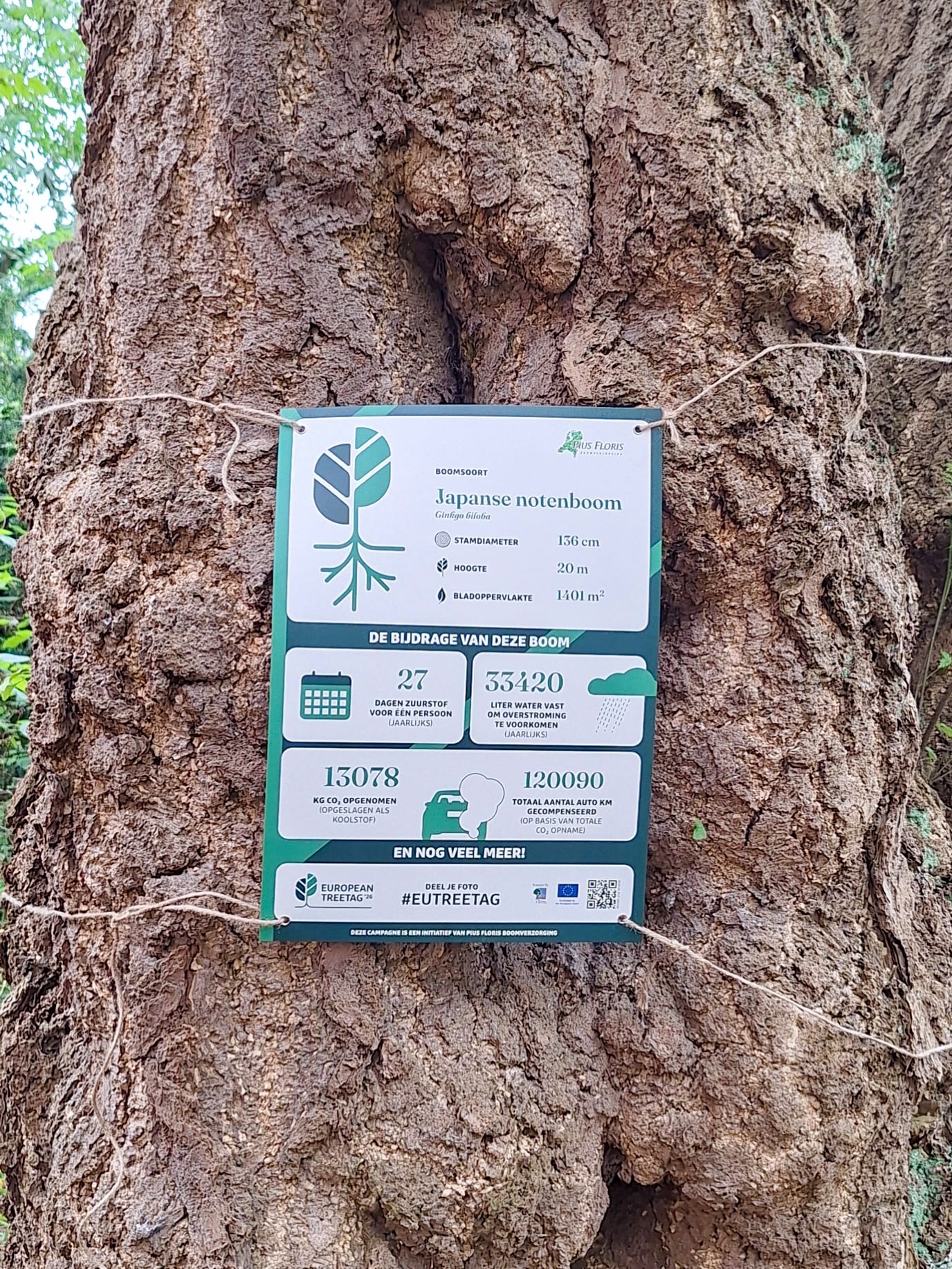 TreeTag van de Japanse notenboom
