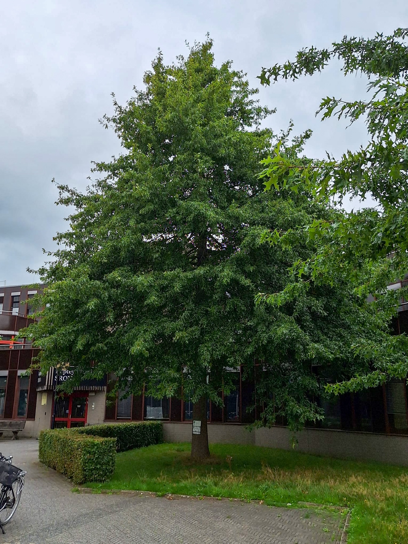 Moeraseik naast de Kapteynborg